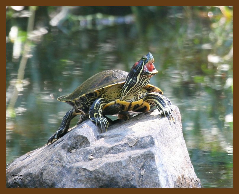 turtle-red-eared slider 8-27-07 4c1b.jpg