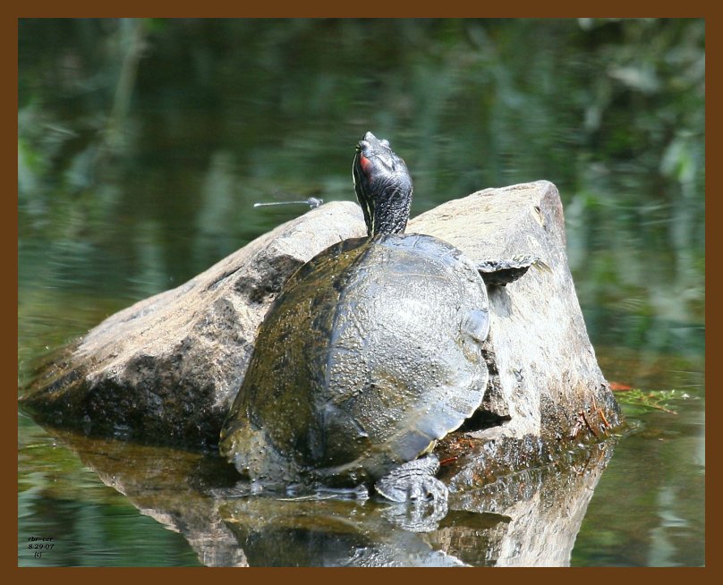 turtle-red-eared slider 8-29-07 4c4b.jpg