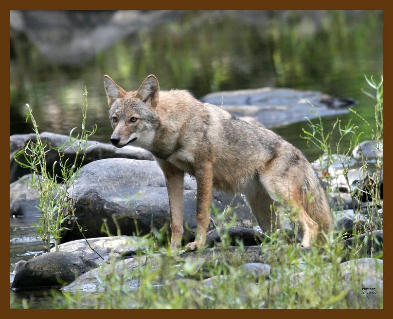 coyote 10-17-07 4c2b.jpg