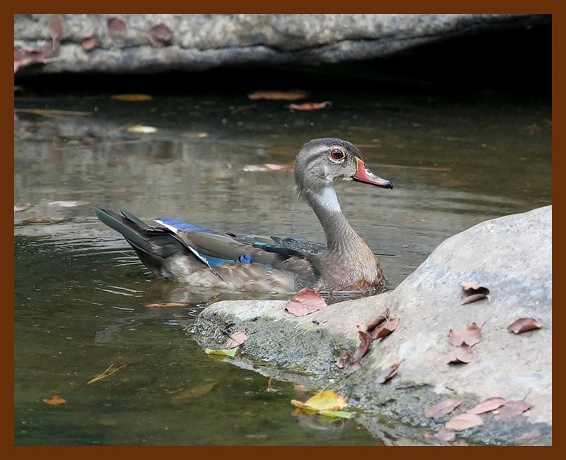 wood-duck 8-22-06 cl1b.JPG