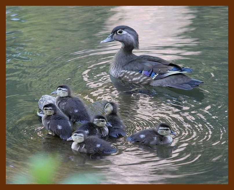 wood-ducks young  5-23-06 cl2b.JPG