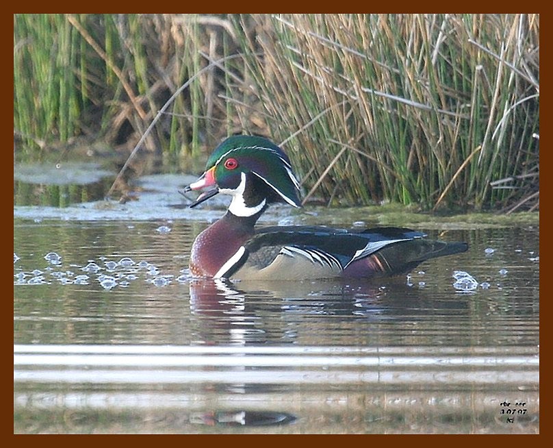 wood-duck 3-7-07 cl2b.JPG