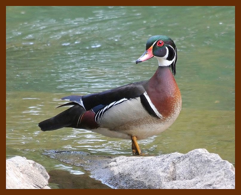 wood-duck  5-21-06 cl2b.JPG