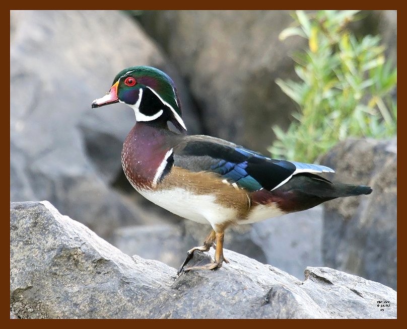 wood-duck 9-16-07 4c3b.JPG
