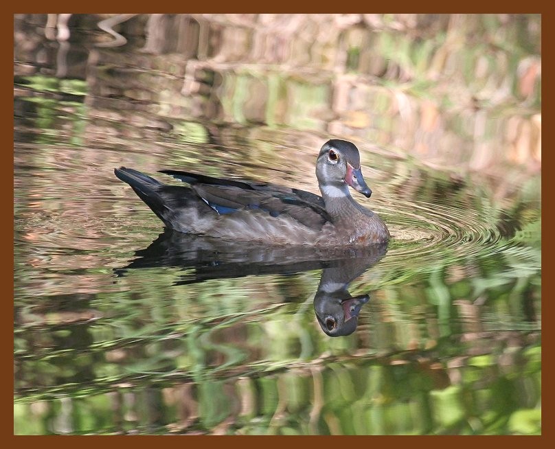 wood-duck 8-16-06 cl1b.JPG