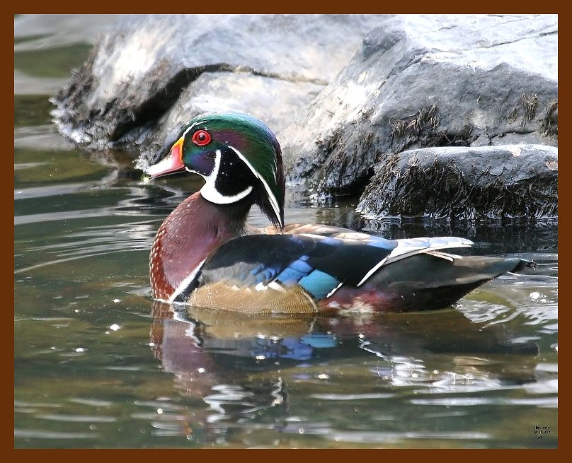 wood-duck 9-16-07 4c4b.JPG