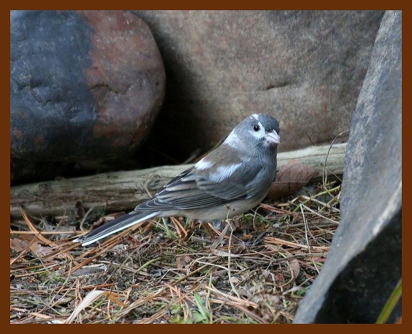junco-oc 11-29-07 4c11b.JPG