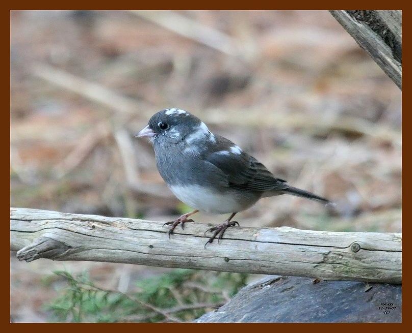 junco-oc 11-29-07 4c34b.JPG