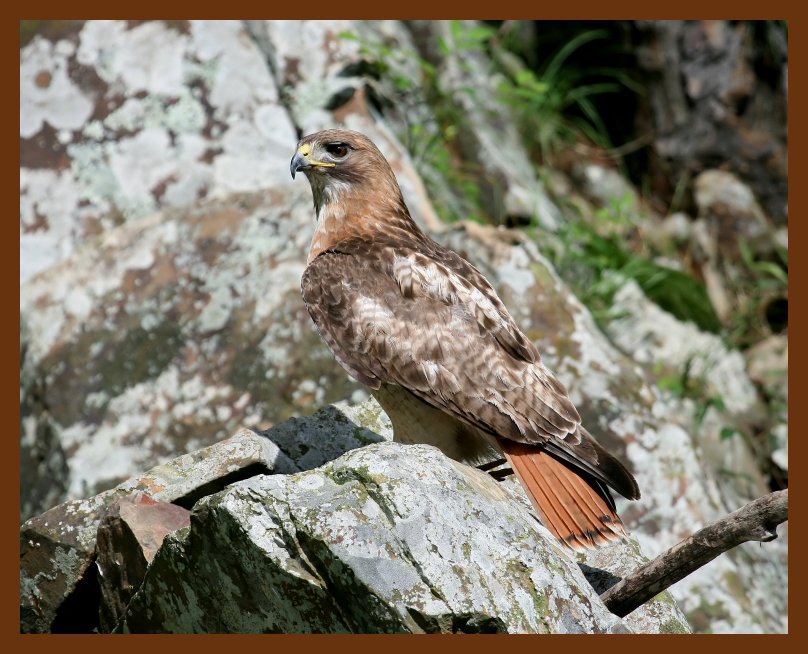 hawk red-tail 5-30-07 4c2b.JPG