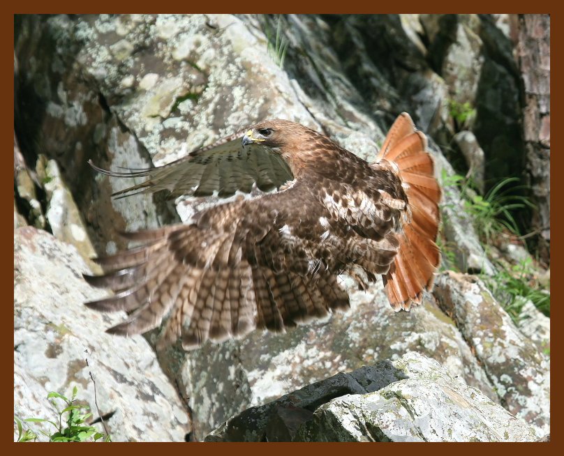 hawk red-tail 5-30-07 4c1b.JPG