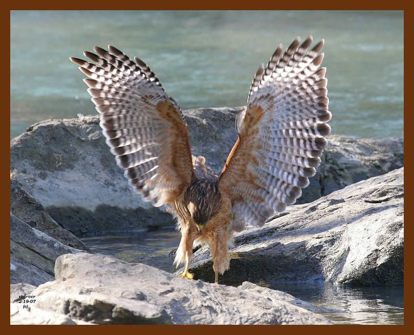red-shouldered hawk 2-19-07 cl1b.JPG