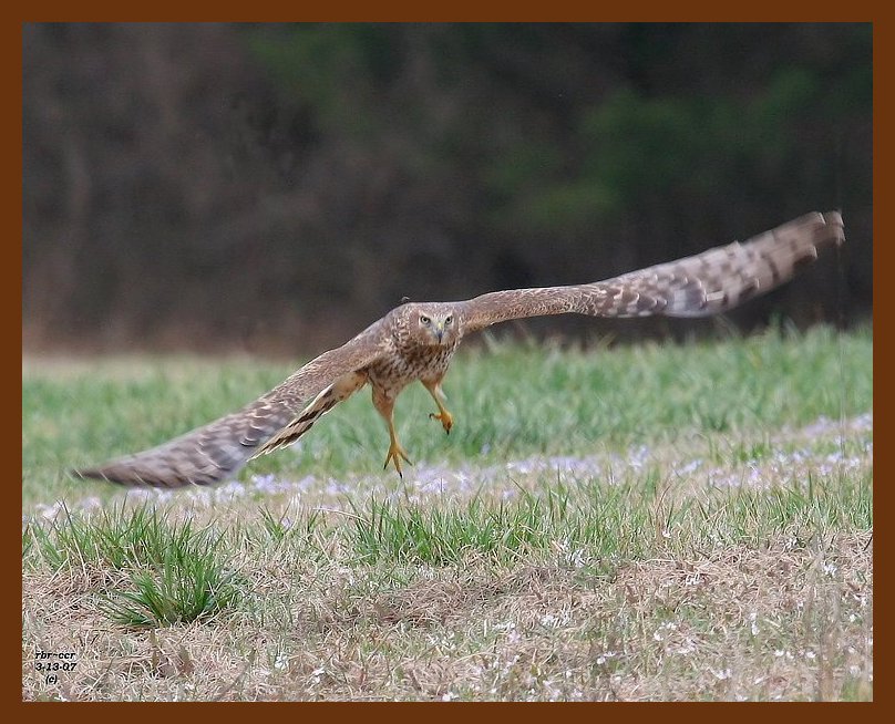 marsh hawk harrier 3-13-07 cl1b.JPG