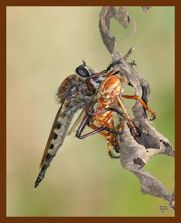 robber-flies 9-3-07 4c3b.JPG