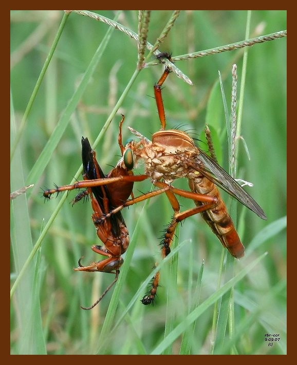 robber-fly-redwasp 9-9-07 4c3b.JPG