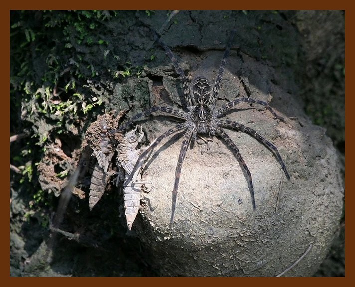 spider  6-7-06 cl1b.JPG