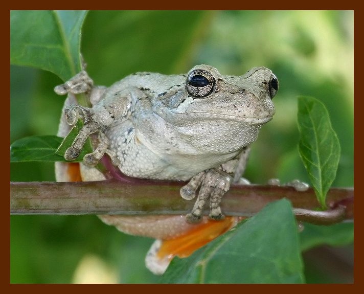 gray-treefrog 8-3-07 4c2b.JPG
