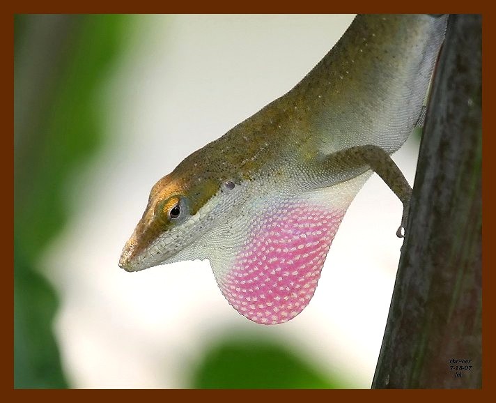 lizard-green-anole 7-18-07 4c2b.JPG