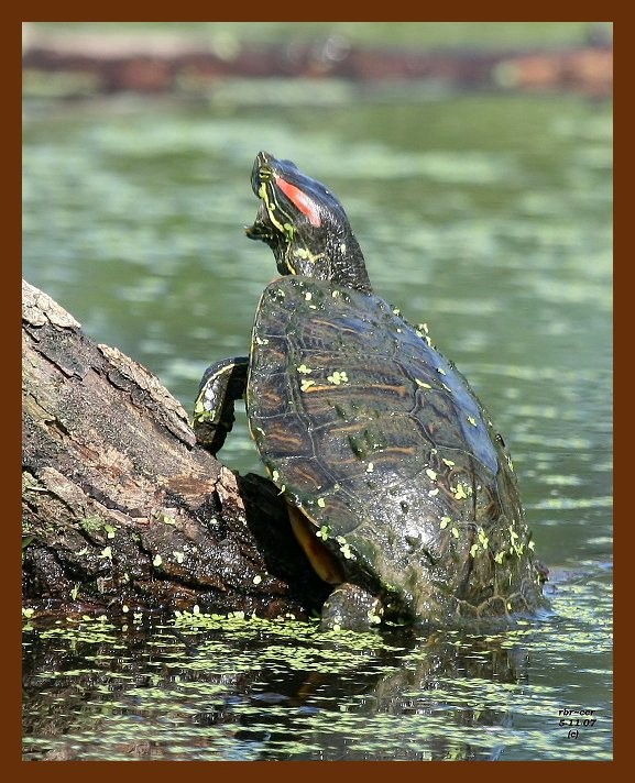 turtle-red-ear slider 5-11-07 4c2b.JPG