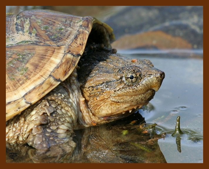 turtle eastern snapper 3-30-07 cl7b.JPG