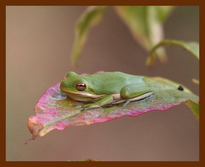 green-treefrog 8-30-06 cl1b.JPG