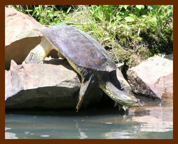 turtle softshell  5-14-06 cl3b.JPG
