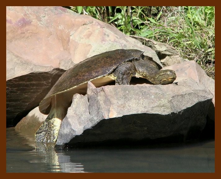 turtle softshell  5-14-06 cl5b.JPG