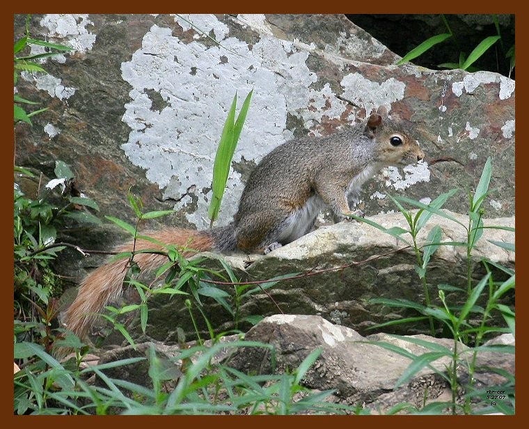 squirrel-red-tail gray 5-27-07 4c2b.JPG