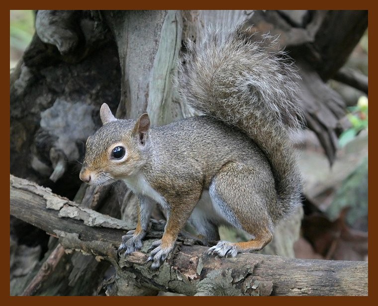 gray-squirrel 7-12-07 4c5b.JPG