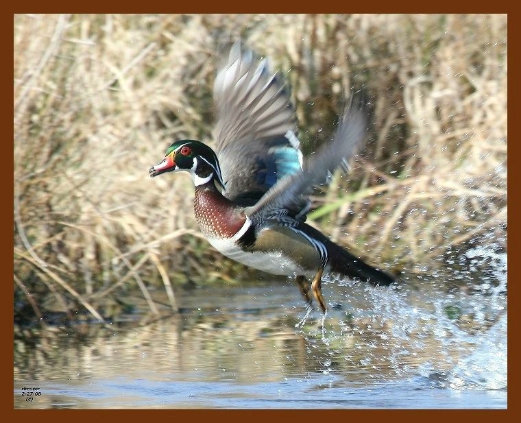 wood-duck 2-27-08 4c357b.JPG