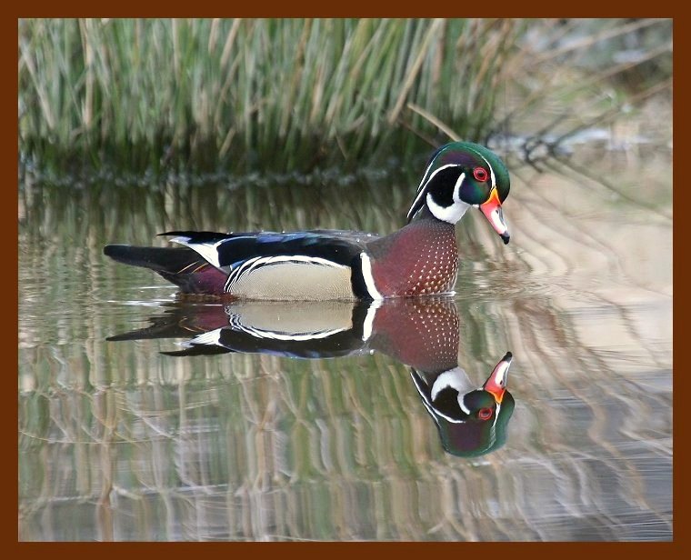 wood-duck 2-29-08 4c499b.JPG