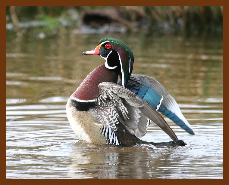 wood-duck 2-29-08 4c538b.JPG