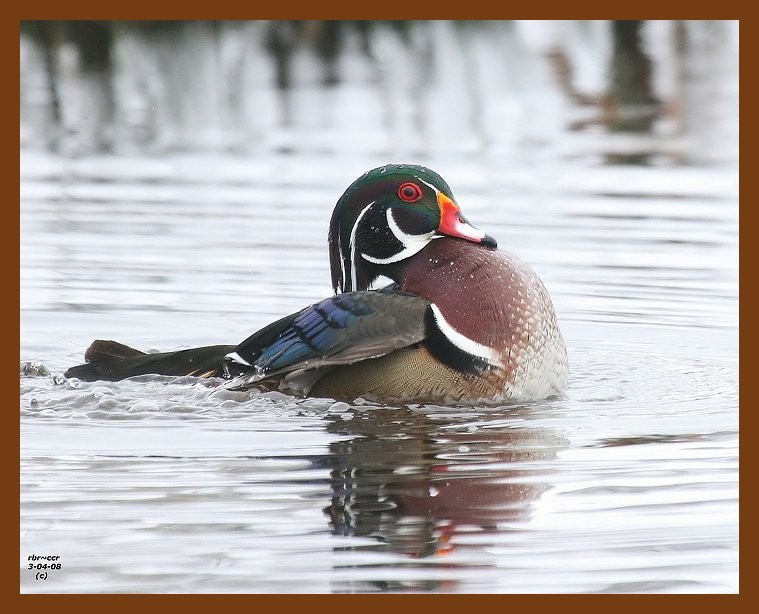 wood-duck 3-4-08 4c805b.JPG