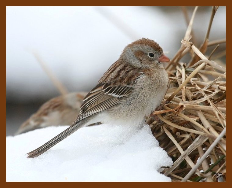 field-sparrow 3-7-08 4c980b.JPG