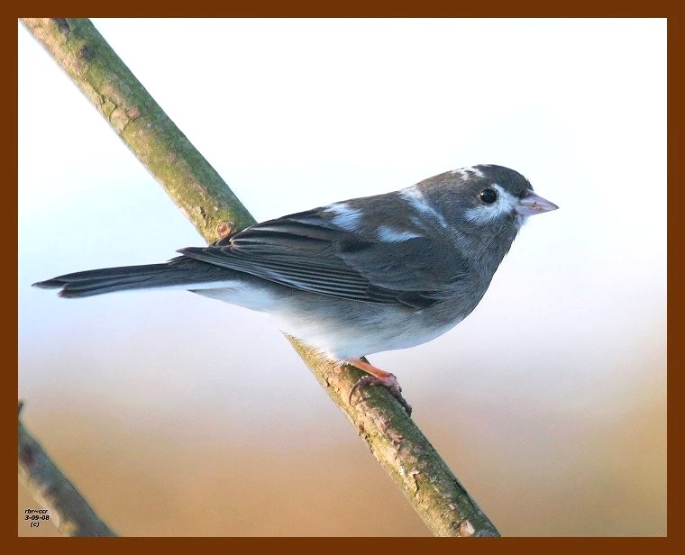 junco oc 3-9-08 4c401b.JPG