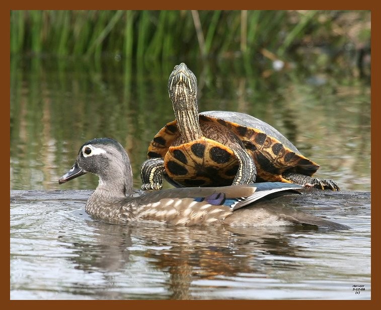 wood-duck-slider 3-17-08 4c021b.JPG