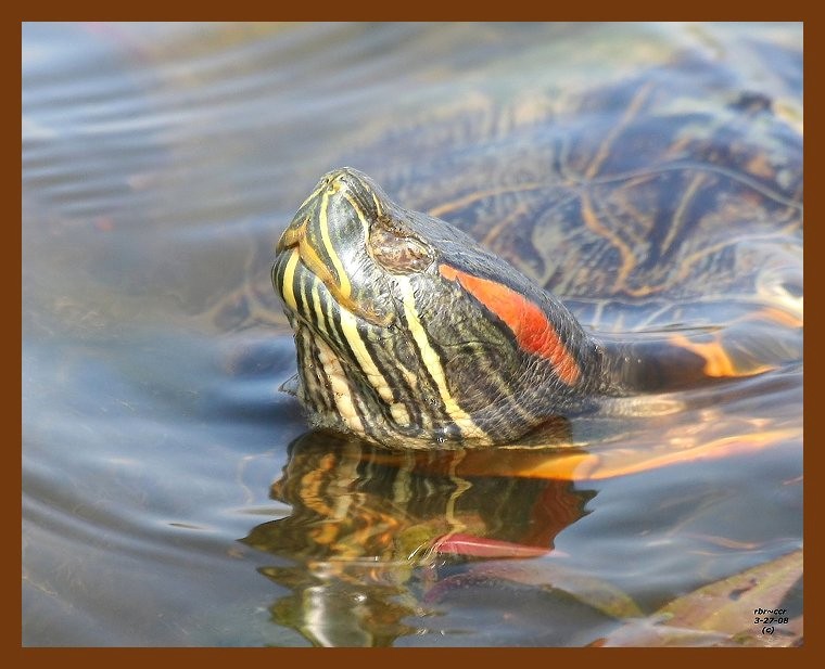 turtle red-eared slider 3-27-08 4c499b.JPG