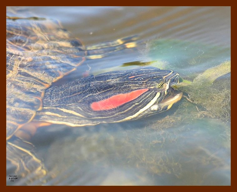 turtle red-eared slider 3-27-08 4c444b.JPG