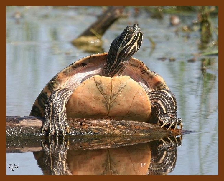 turtle-cooter 4-7-08 4c822b.JPG