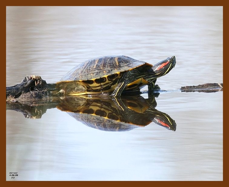 turtle-red-eared slider 4-6-08 4c518b.JPG