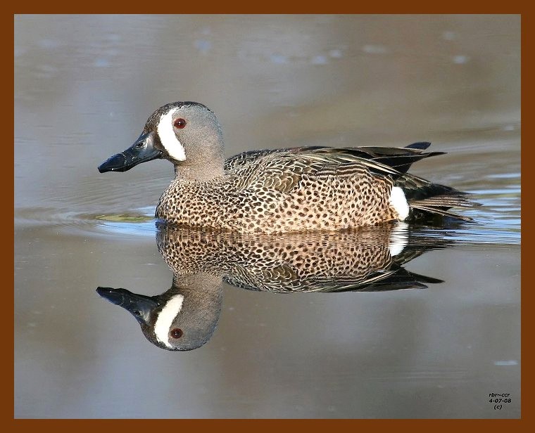 blue-winged teal 4-7-08 4c612b.JPG