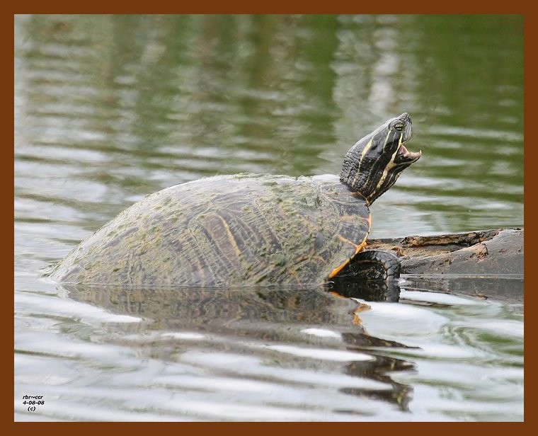 turtle-cooter 4-8-08 4c941b.JPG
