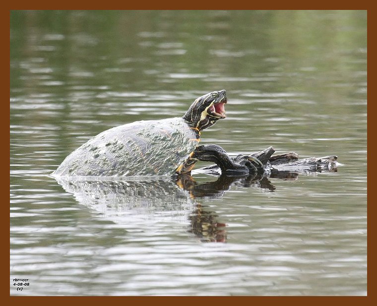 turtle-cooter 4-8-08 4c913b.JPG