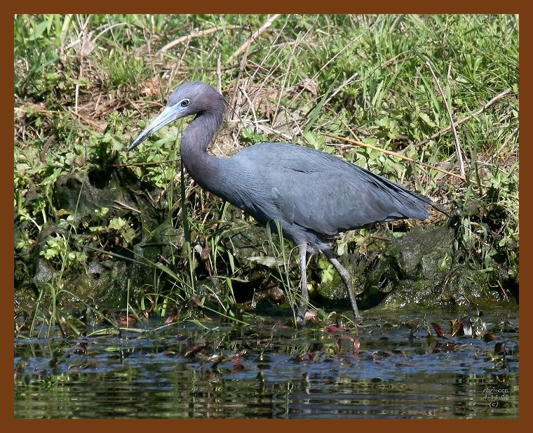 heron-little blue 4-14-08 4c749b.JPG