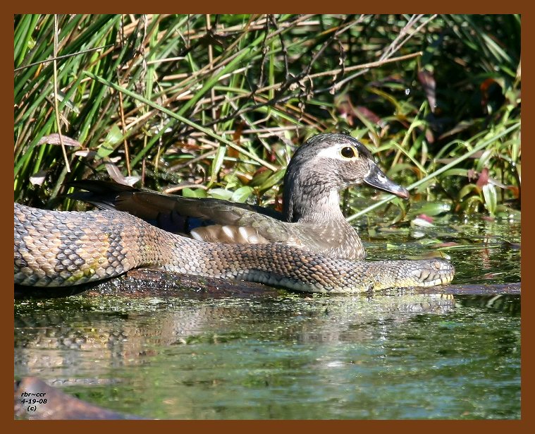 wood-duck-watersnake-diamond-back 4-19-08 4c155b.JPG