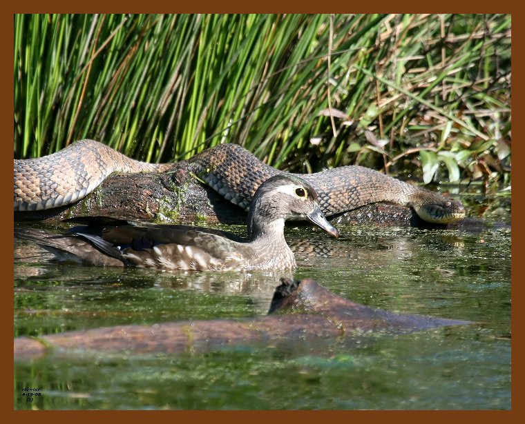 wood-duck-watersnake-diamond-back 4-19-08 4c131b.JPG