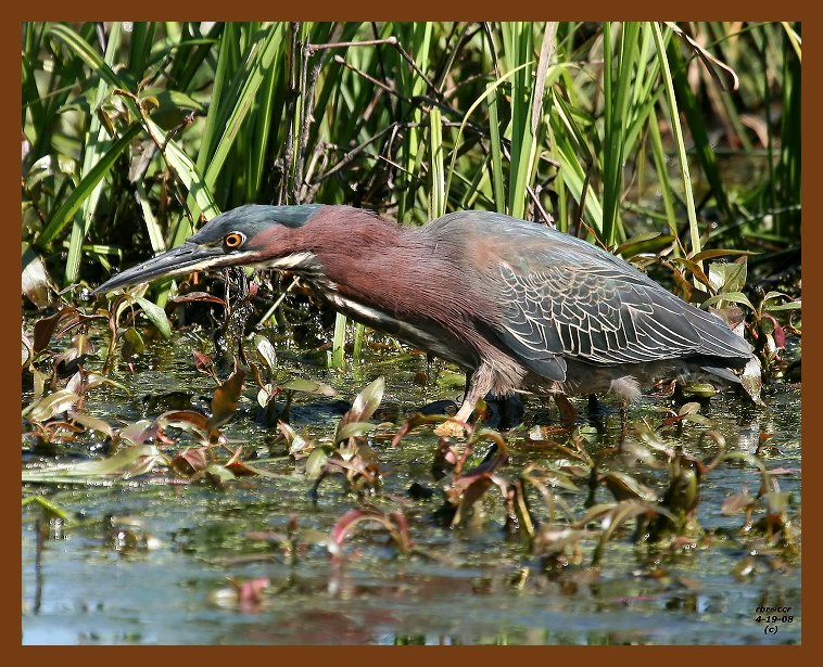 heron-green 4-19-08 4c211b.JPG