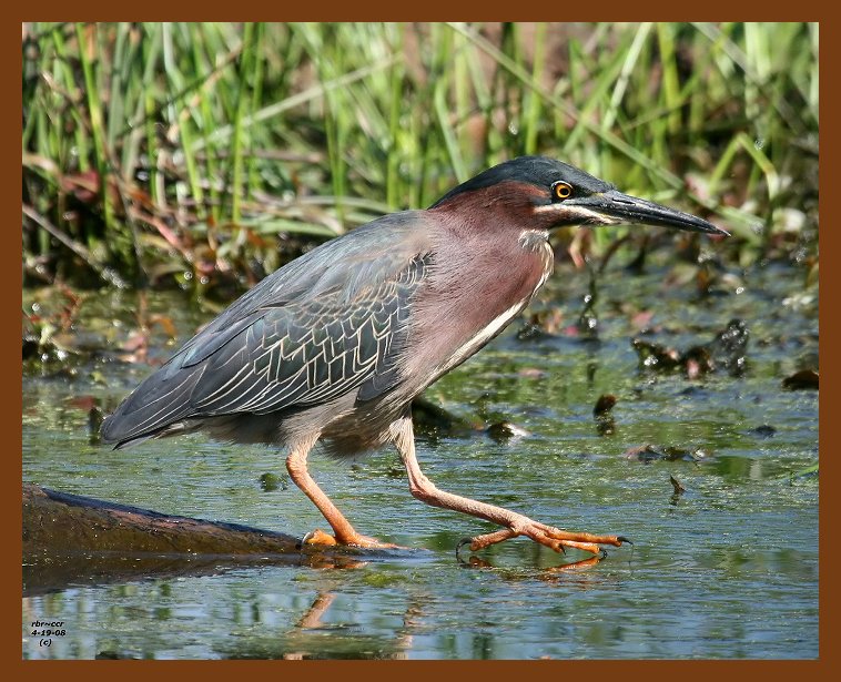 heron-green 4-19-08 4c196b.JPG