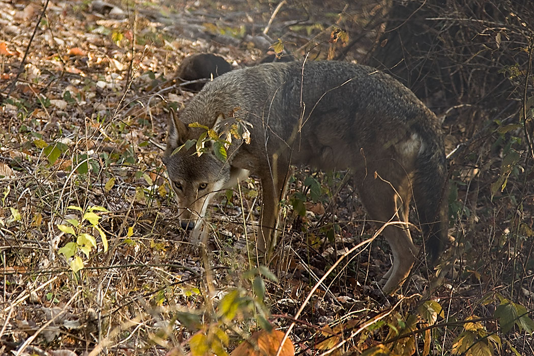 Red Wolf_0067
