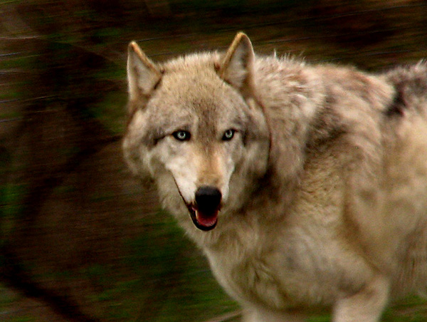 Lukas 4_29_07<br>(from Evening Howl)