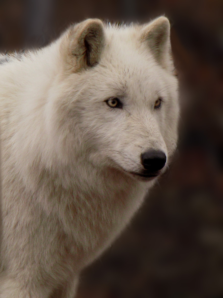 Atka 2-2-08 53